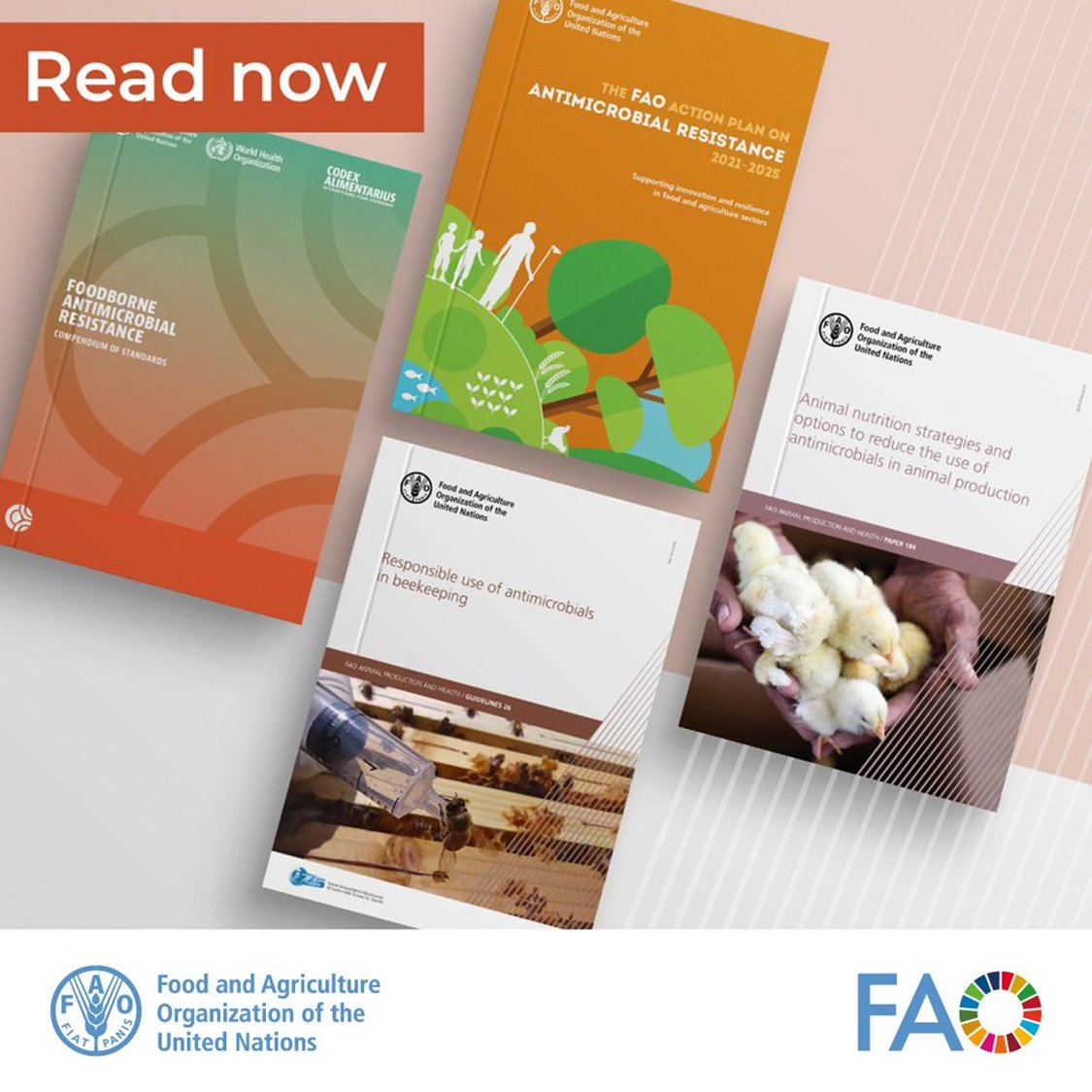 FAOWHOCodex's tweet photo. 📚 | The misuse of antimicrobials in the livestock &amp; aquaculture sector, and crop production is increasing the risk of #AMR

👉 Check out these publications on @FAO's work for supporting stakeholders to track, respond to and prevent AMR.

📲➡️ https://t.co/ypp4uJN1dP https://t.co/DXckrvBN6T