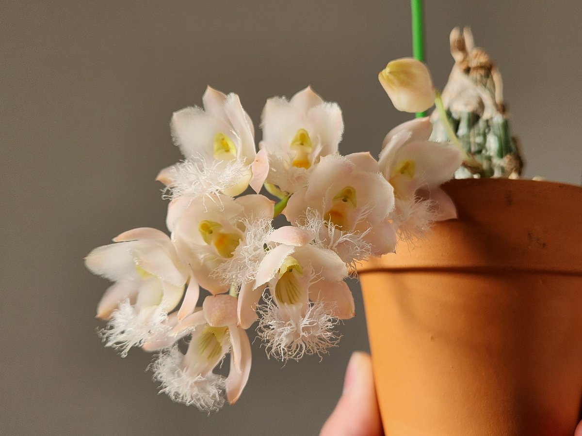 크로웨시아 노던 v. 미카비