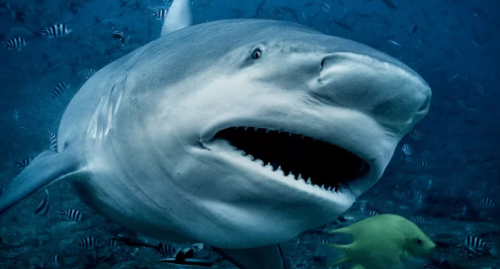 Mirror Breaking News tweet media