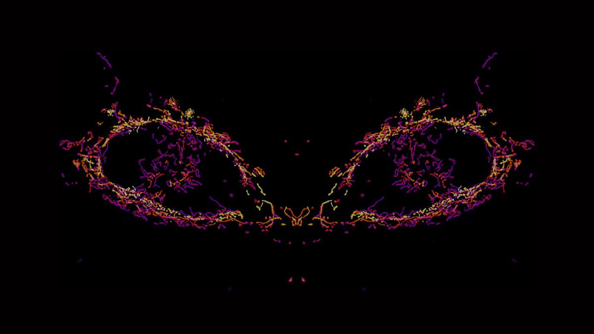 IRBBarcelona's tweet image. 🌞Let's start #February with this fascinating #ImageoftheMonth, entitled "Mitochondrial Cat's Eyes"!  👀🐈 

📸By Nickolaos Giakoumakis, Chong Zhang &amp;amp; Paula Sánchez, it image shows the contours of segmented #mitochondria with impressive precision.

Happy February everyone! ☔️🤍