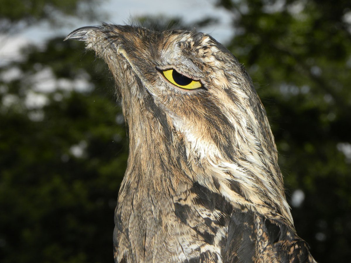 Quid4Squid's tweet photo. @GeGeGek_ I had some potoo images saved on my computer, back in high school, just so I could occasionally laugh at how funny it looked. https://t.co/aY6I6iOgAW