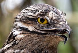Quid4Squid's tweet photo. @GeGeGek_ I had some potoo images saved on my computer, back in high school, just so I could occasionally laugh at how funny it looked. https://t.co/aY6I6iOgAW