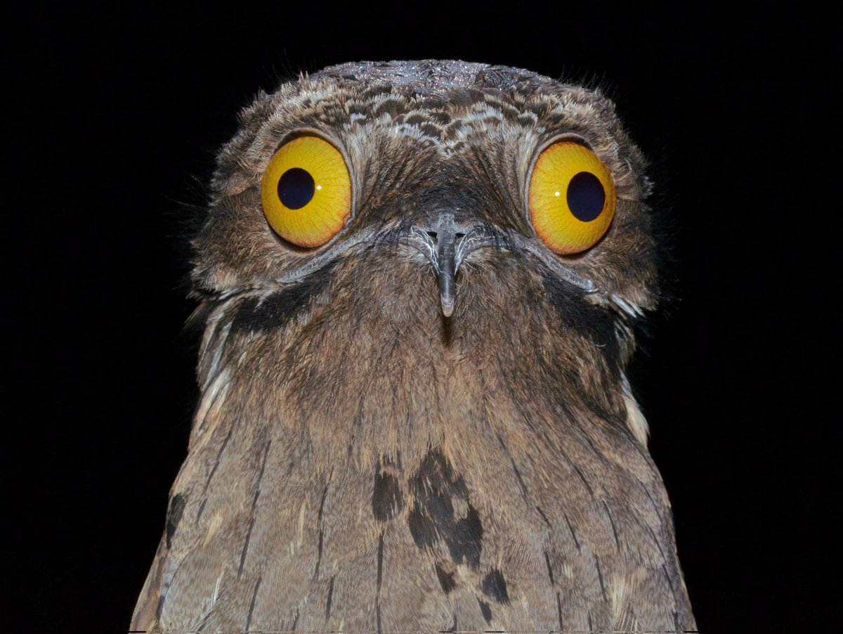 Quid4Squid's tweet photo. @GeGeGek_ I had some potoo images saved on my computer, back in high school, just so I could occasionally laugh at how funny it looked. https://t.co/aY6I6iOgAW