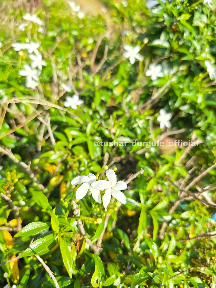 DURGULE81's tweet photo. My Photography #FlowerPhotography #nature #NaturePhotography #NatureBeauty #flowers #kokan #devbag @Nature @AMAZlNGNATURE https://t.co/V828xIXefU