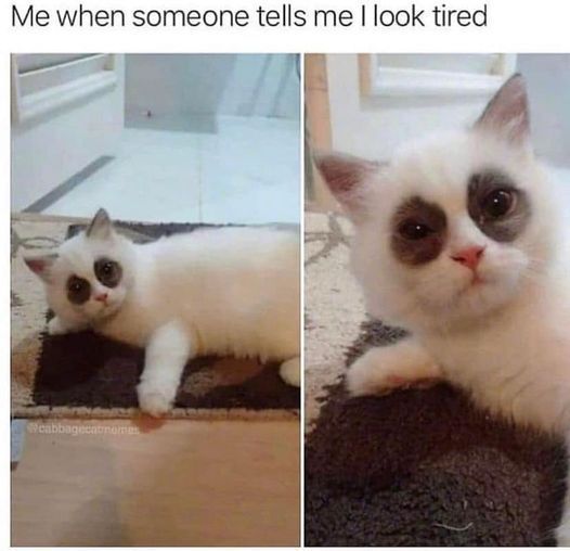 WholesomeMeme's tweet photo. https://t.co/9BFCVNfeoB