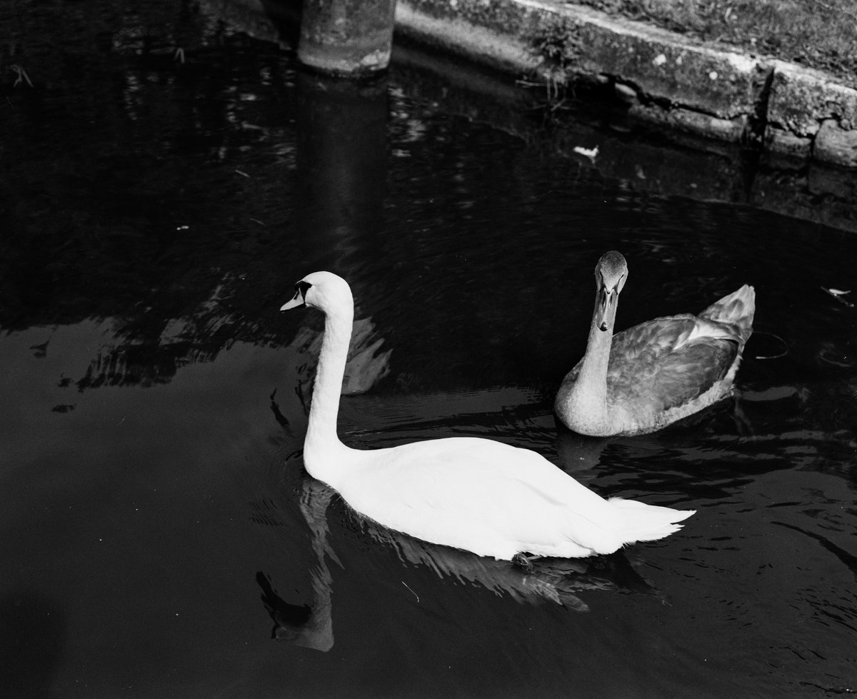 nickdemarco_'s tweet photo. By the River
Pentax 67, 105mm f2.4, Delta 100, August 2024.

From my blog, part 3 of my Medium Format film project: https://t.co/GYU7acCRJC

#camera #filmcamera #mediumformat #mediumformatfilm #pentax #pentax67 #6x7 #film #ilford #ilforddelta100 #blackandwhite #blackandwhitephotography #blackandwhitefilm #filmphotography #river