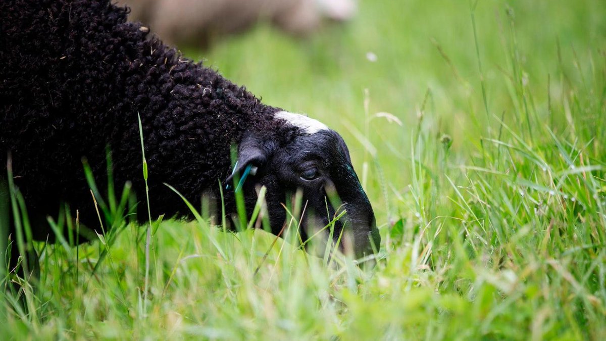 Vakavaa eläintautia ei löytynyt Ahvenanmaalta maaseuduntulevaisuus.fi/maatalous/bb05…