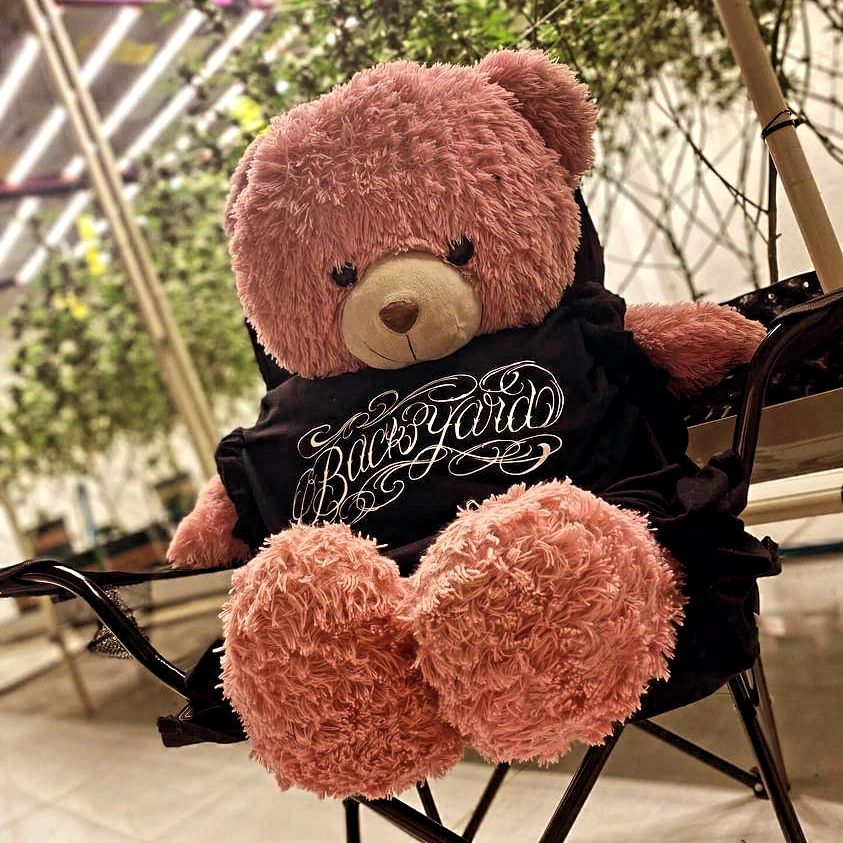 Back yard@official tweet media