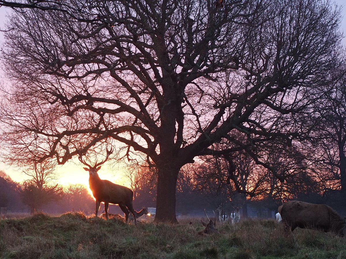 Tom O'Leary (@tomoleary72) on Twitter photo Lovely silhouette of a stag this morning as the sun rises in <a href="/theroyalparks/">The Royal Parks</a> Bushy Park. Lovely silhouette of a stag this morning as the sun rises in <a href="/theroyalparks/">The Royal Parks</a> Bushy Park.