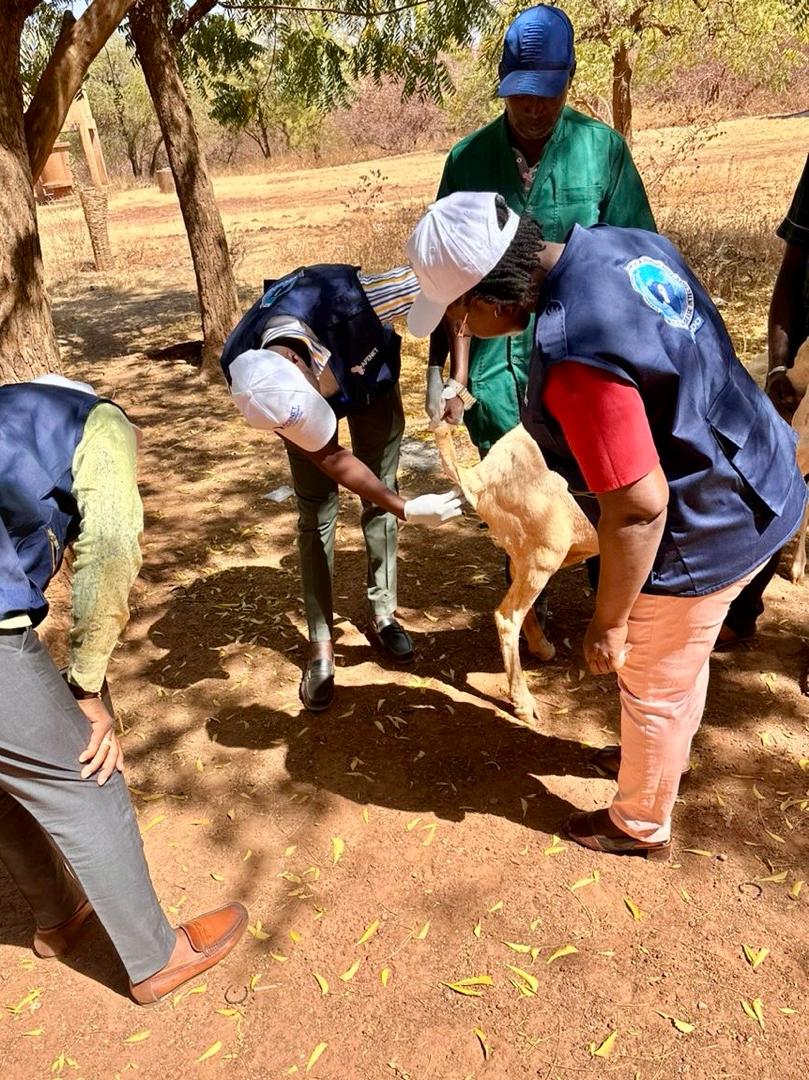 AFENETAfrica's tweet photo. Dans le cadre de la collaboration One Health, les résidents de la cohorte 16 du FETP Frontline du CHUR de Ouahigouya ont effectué une visite intersectorielle au poste vétérinaire de Ouahigouya, intégrant la santé animale et humaine.

Lors de cette visite, ils ont assisté au traitement de plusieurs animaux et ont reçu les encouragements du chef de poste ainsi que du Directeur provincial en charge de l’élevage du Yatenga.

En avant le FETP ! Vive One Health pour la santé des populations !
