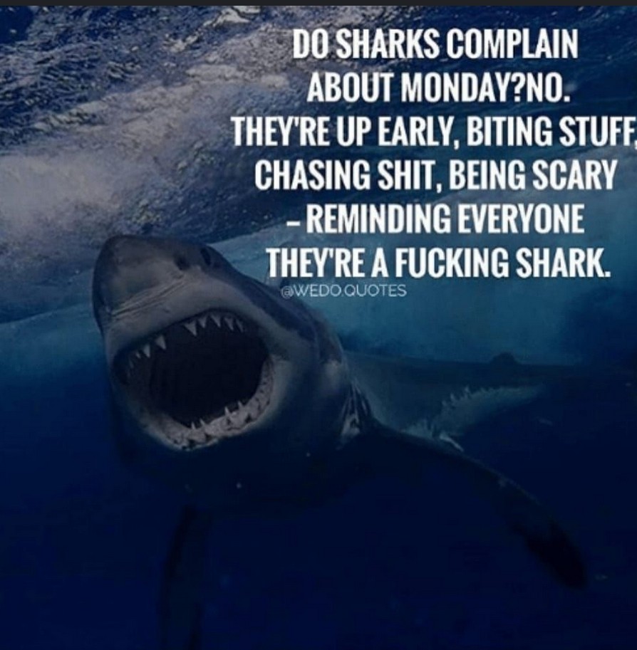 DavidJUrban's tweet photo. Happy Monday. Be a 🦈 today! 💪🏻🇺🇸 https://t.co/x1p9K3q7yX