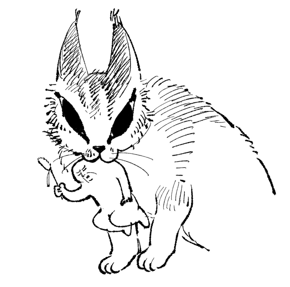 ねこ 