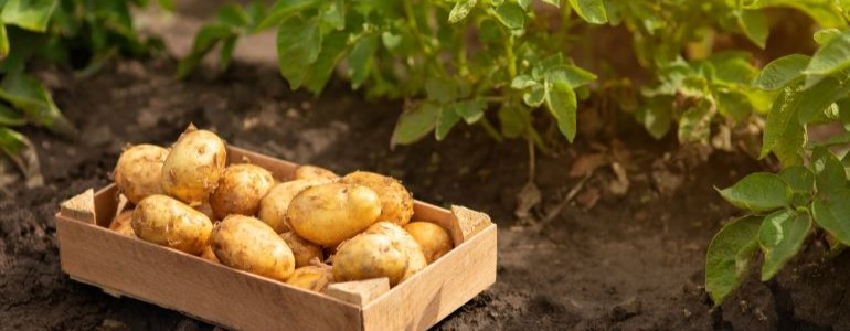 PointBiotech's tweet photo. Schweizer Forschung für innovative Pflanzenzüchtung, Toxische Männlichkeit bändigt Insekten, Genomeditierte Bakterien reduzieren Düngerbedarf, RNA-Spray beeinträchtigt Blattmikrobiom nicht: der neue scienceindustries POINT Newsletter 271 (Januar 2025) https://t.co/Kxhh22Pxy6 https://t.co/rOucEshlLh