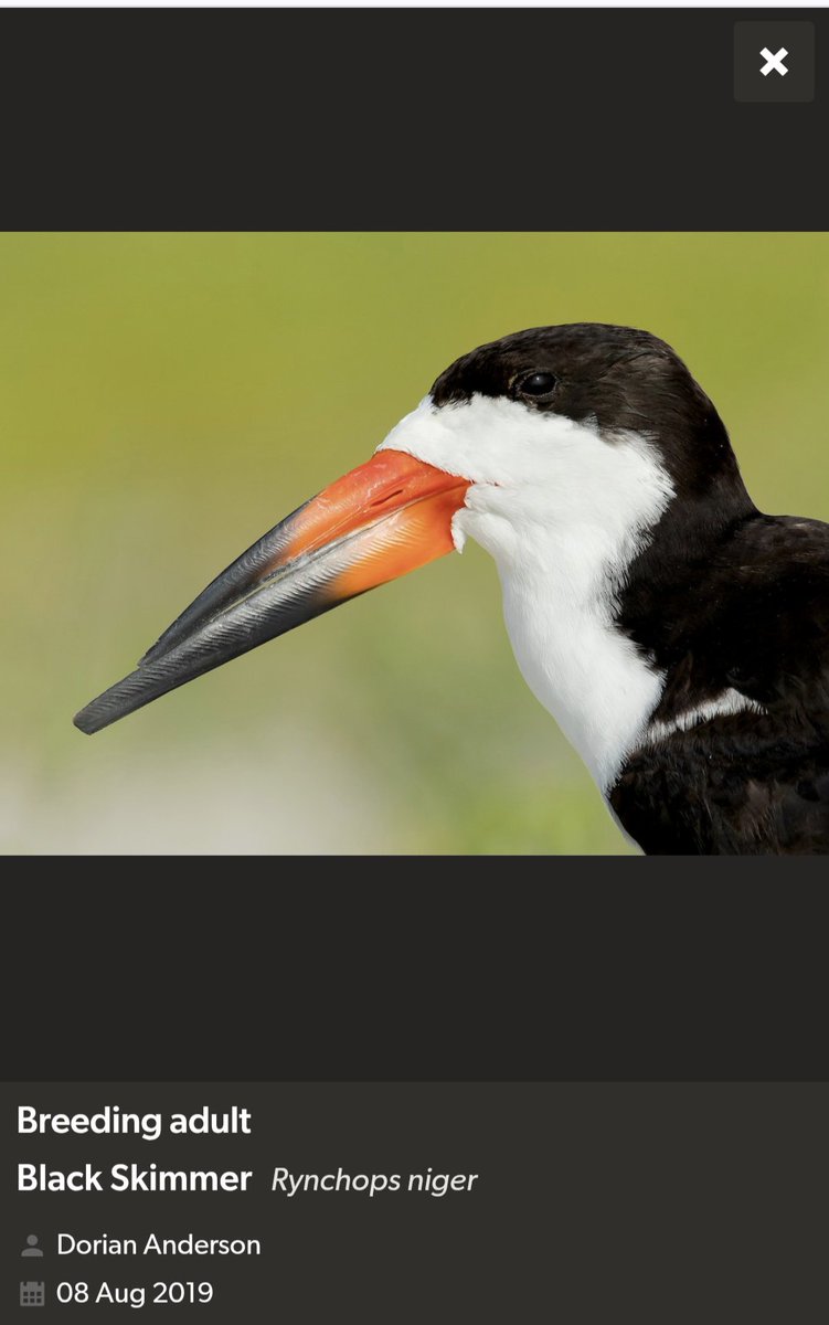 Bird Michael From Twitt℮r tweet media