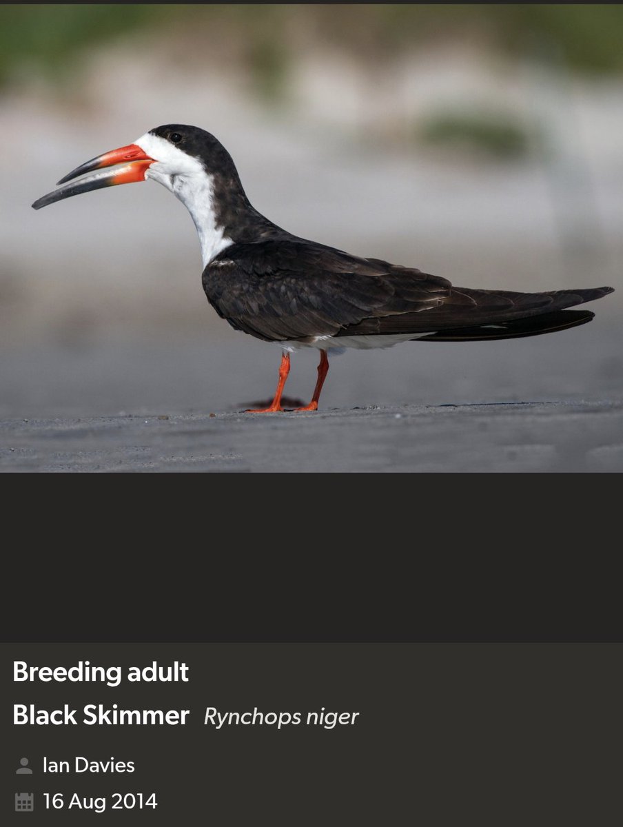 Bird Michael From Twitt℮r tweet media