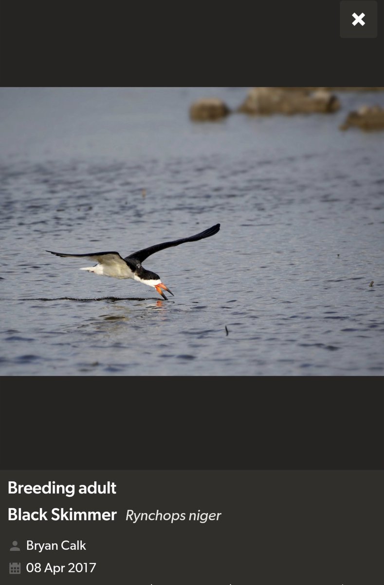 Bird Michael From Twitt℮r tweet media