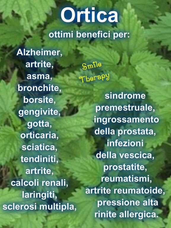 gianni_runco's tweet photo. L'ortica è nota per le sue proprietà rimineralizzanti, antinfiammatorie, analgesiche, antireumatiche, diuretiche, depurative,antiossidanti, cardioprotettive, antianemiche e ipoglicemizzanti. #ortica #erbeofficinali #erbespontanee #fitoterapia #erboristeria #curenaturali #giardino https://t.co/r0IzBc7tx3