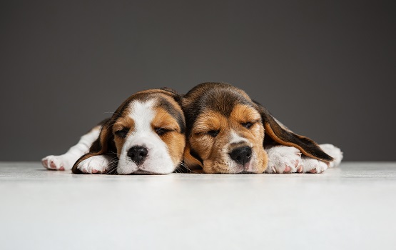 🐶🐱Torrelavit impulsa una campanya per censar les mascotes
elcargol.com/societat/14115…