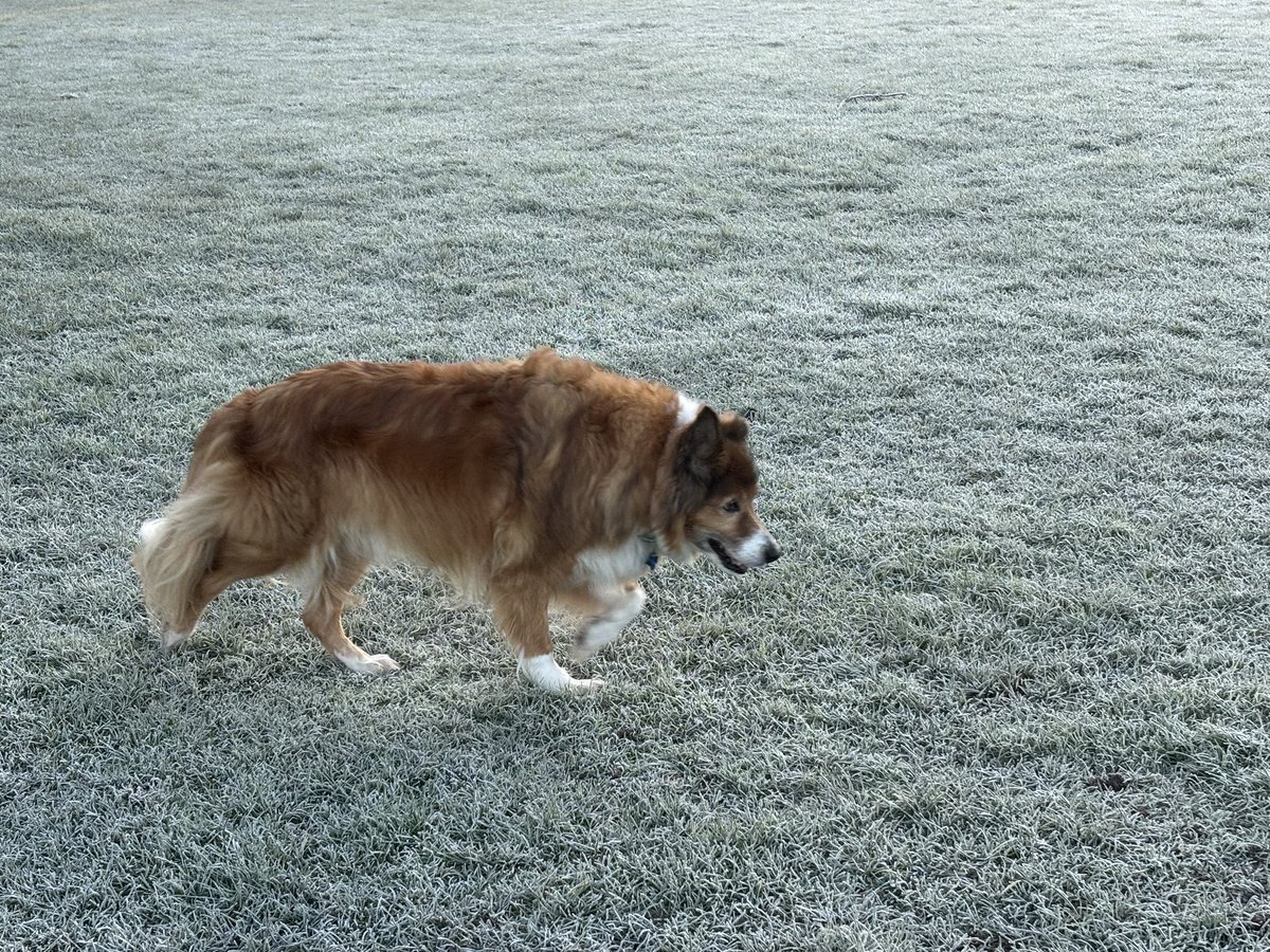 Tanya Ferry tweet media