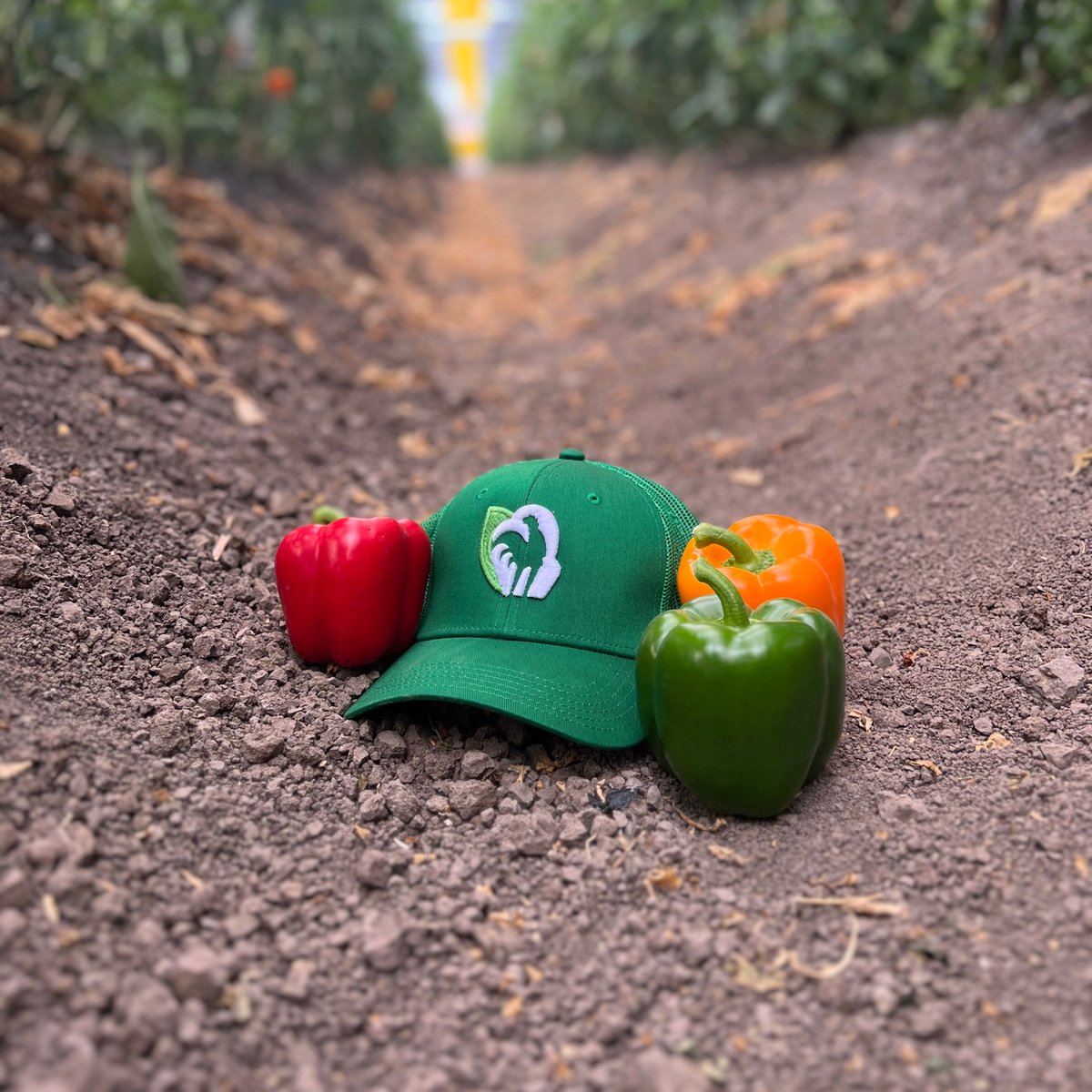 Innova_Agricola's tweet photo. ¡Buen #LunesDeGorra gallos! https://t.co/GAteG51CTo