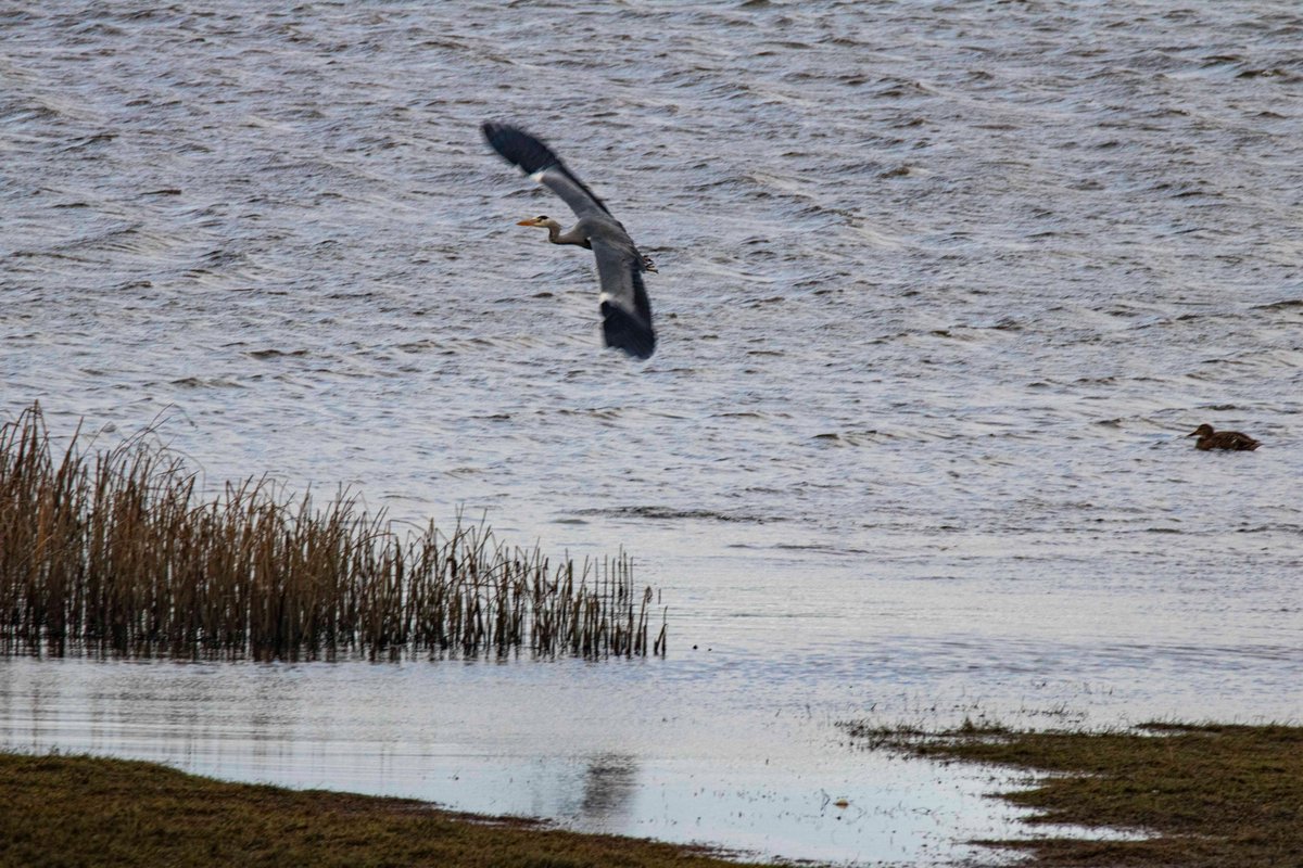 Let's celebrate the incredible importance of wetlands in our ecosystem. These vital habitats are home to a diverse range of species, help mitigate climate change, and provide clean water. This year’s theme is "Protecting Wetlands for Our Common Future"
#WorldWetlandsDay2025