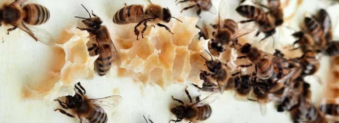 Le saviez-vous ❓🤔 
Des 20 000 espèces d’abeilles connues, seule une petite dizaine est utilisée pour produire du miel🐝🍯

➡️Découvrez comment les humains ont bouleversé leur histoire et leur diversité dans cet article <a href="/FR_Conversation/">The Conversation France</a> 

Par ici👉url.inrae.fr/4hkxpB4