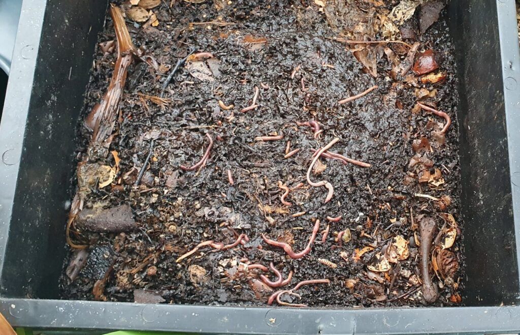 SusWoT's tweet photo. Wormery Project 10 Years Old Pictures of a wormery showing how it works. from SusWoT. https://t.co/zLAS39Y8b0 #getgrowing #growingandfood #litter #news #wormeries https://t.co/hKDXiGlskj
