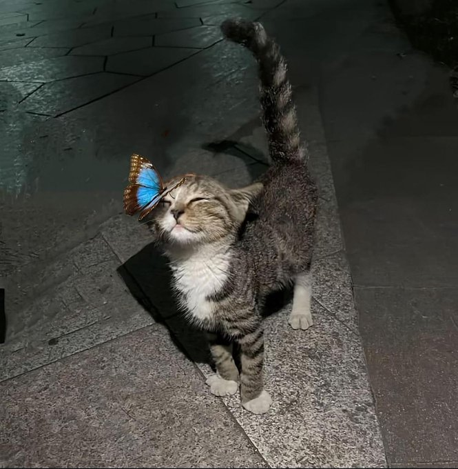 wiza.co (@cowiza75321) on Twitter photo 