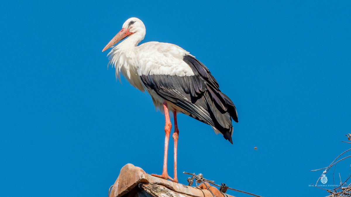 Por San Blas, la cigüeña verás, quizá crotorando. Así se documenta por primera vez este verbo en español («DHLE»): «Los falcones plipían, et los buytres pulpan, et los cueruos croaxan, et los milanos viluinan, et los çisnes drensan, et las grúas gruan, et las çigueñas crotoran».