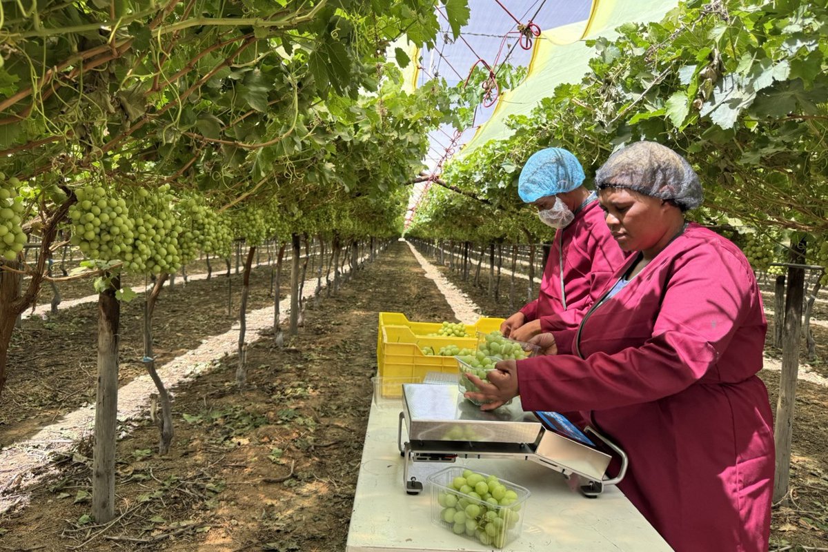 WeighingNews's tweet image. Marco&apos;s Field Scale: A rugged, portable smart weighing system designed for tough conditions. Offering real-time data insights to tackle labor and cost challenges.

lnkd.in/ga44HRJw

#WeighingTech #Innovation #Metrology