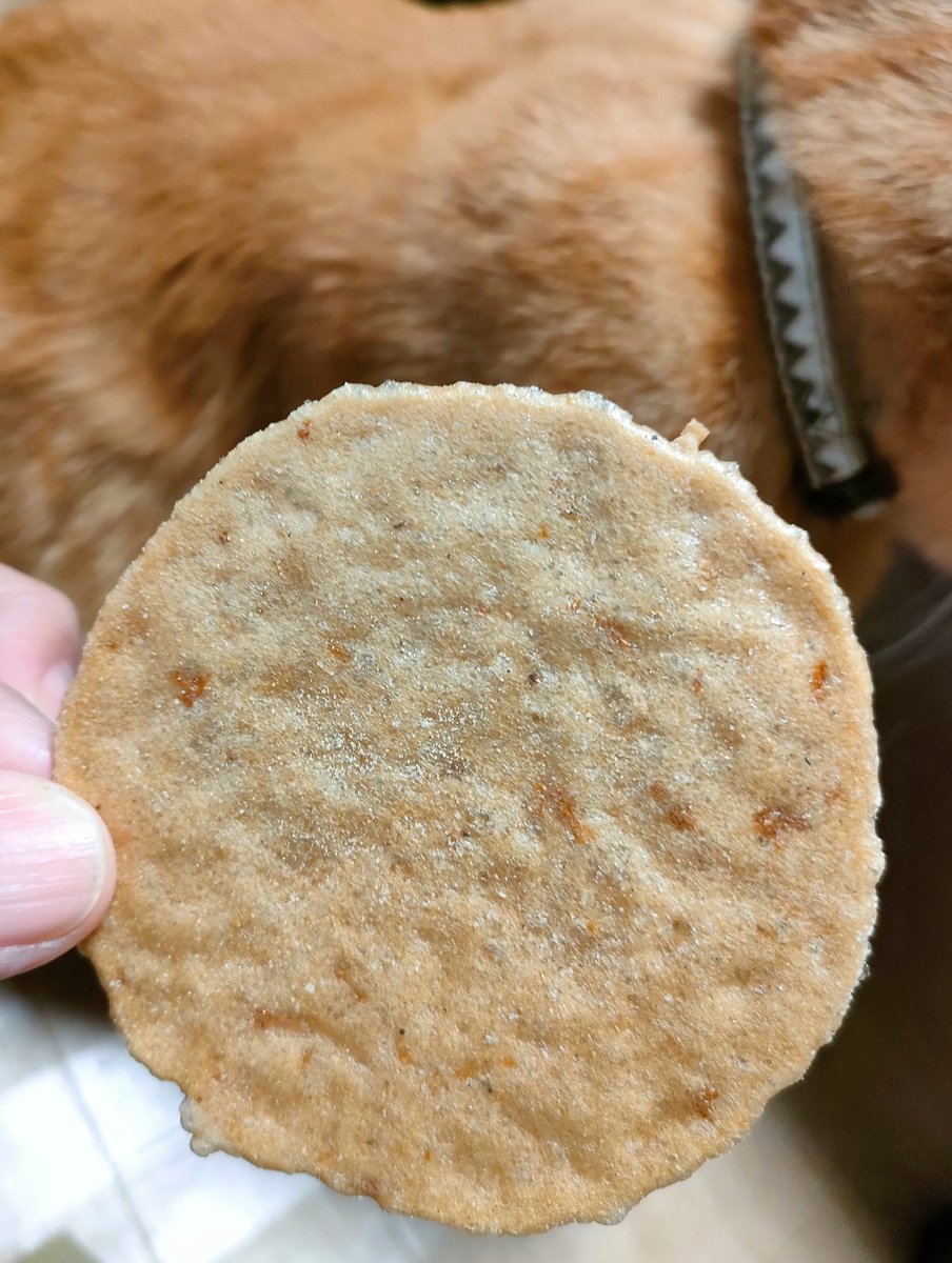 akipapamoon's tweet photo. 今日の夜前おやつ🍪☕️💕
頂いた琵琶湖近江牛せんべい🍘
＆ききののさん🐱
黒胡椒が効いて止まらなくなる😂
#近江の館
#近江牛せんべい
#ペット部乙 https://t.co/PGWf1wUkwd