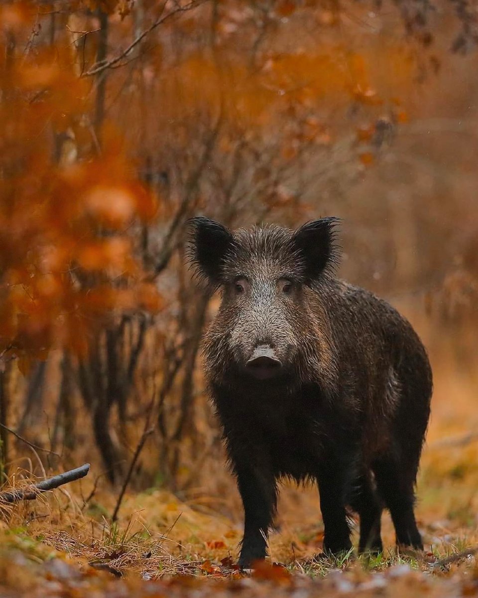 DansLaTraque's tweet image. Bonne semaine à tous !

#hunting #caza #cacciatore #jagd #jakt #chasse #hunter #chassetricolore #passionchasse #passionchien #chiencourant #chiendechasse #hunt #sanglier #wildboar by tbracard_photo