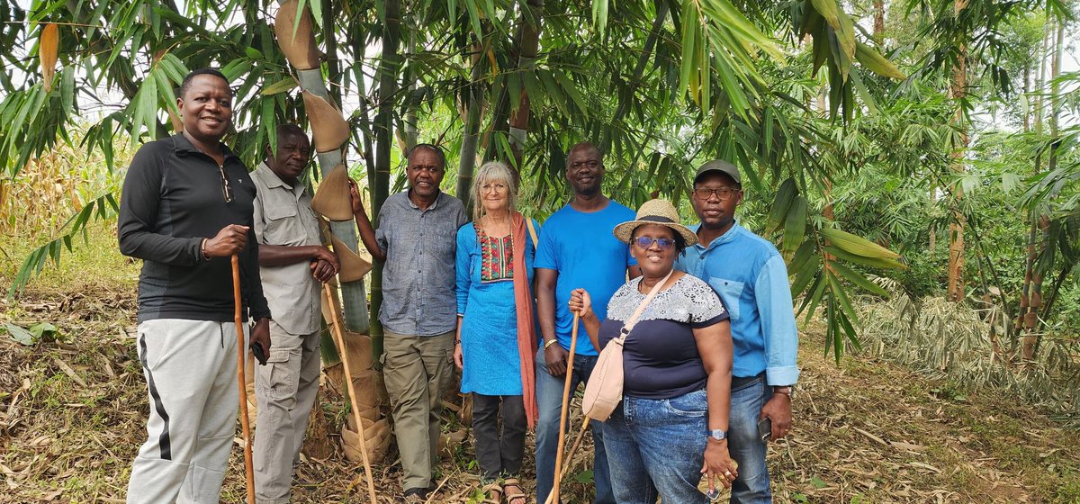 Bamboo Uganda tweet media