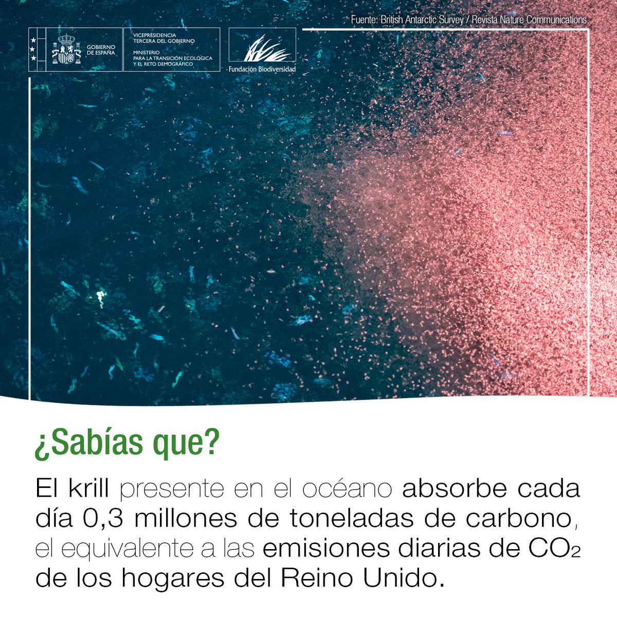 ¡El krill antártico es un héroe silencioso! 

Gracias a su impresionante capacidad para absorber CO2, este pequeño crustáceo 🦐 tiene un papel clave como aliado frente al #CambioClimático 🌡️🌍

Proteger el océano 🌊 es proteger la salud del planeta y nuestra salud 💙

#SabíasQue