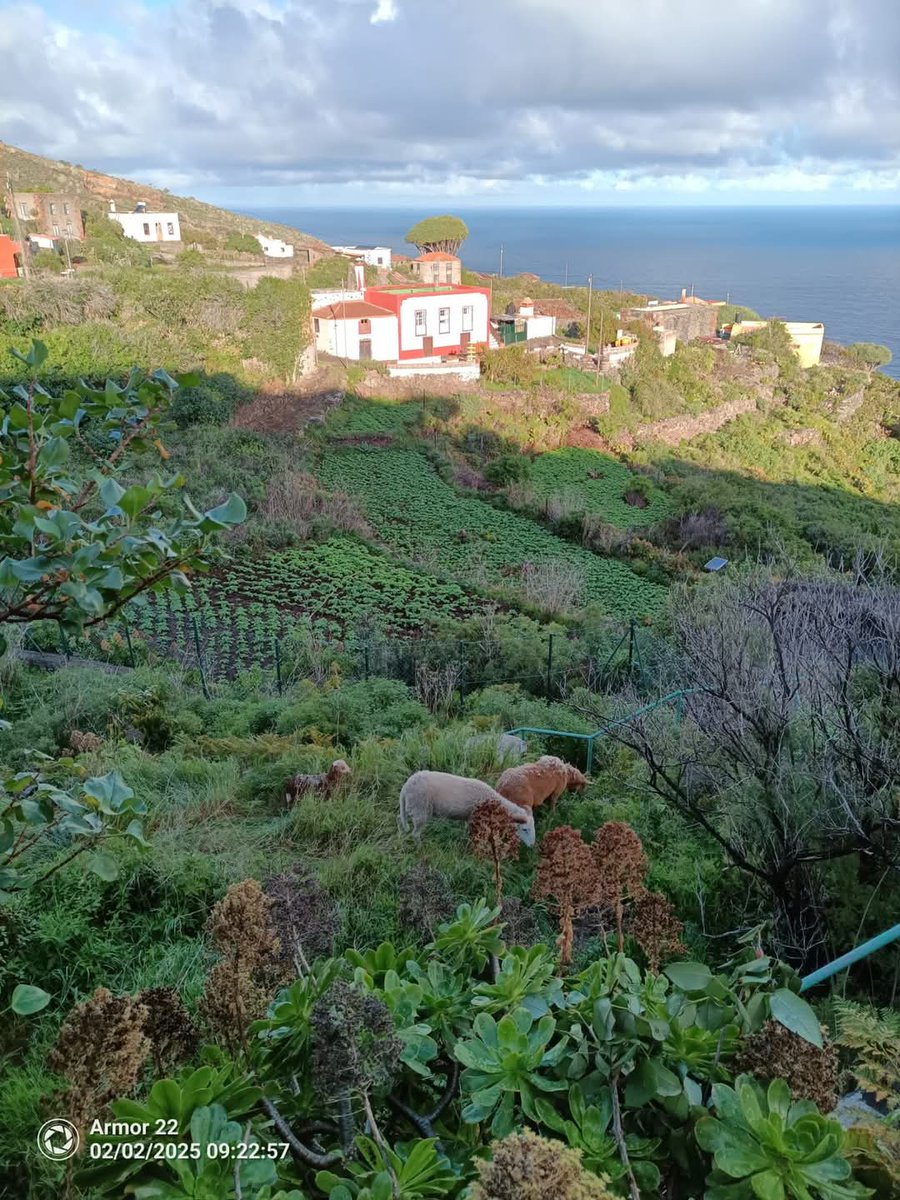 Donde la naturaleza susurra paz... 🌿🐑🌊🍃 El Tablado, Villa de #Garafía 🍂 ¡Buenos días! ✨#LaPalma [📸 Ángel Roc.]