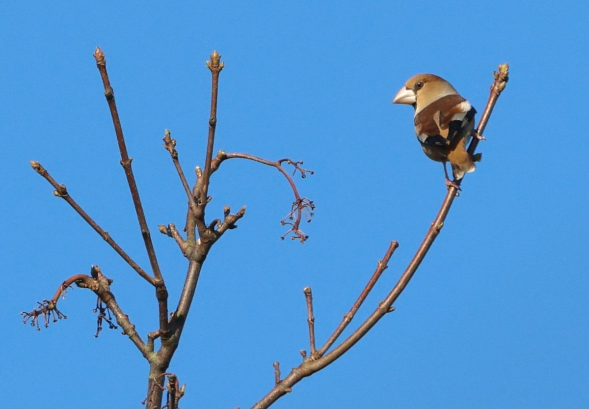 Lovely light at Bramfield churchyard yesterday.
Keep an eye out for firecrest.  A few people including myself had very quick views of one.