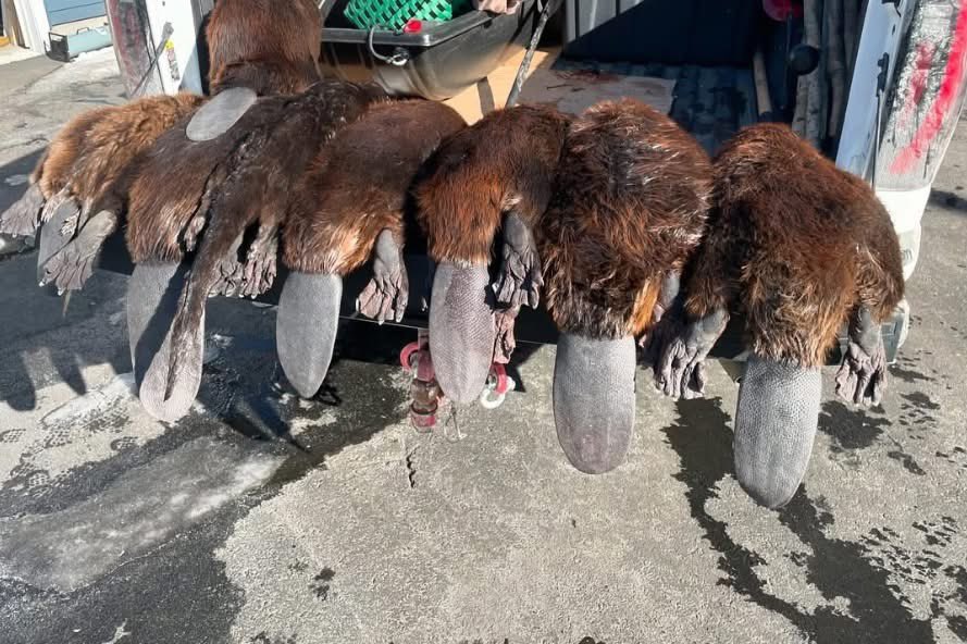 Beavers are the most trapped animals in New Hampshire. The trappers will take out whole families and beavers mate for life. They claim beavers are all nuisances and over-populate but trappers do absolutely nothing to help coexistence with beavers. It is and always will be about