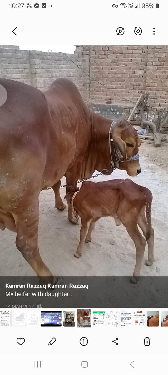 My pure shaiwal heifer calving.