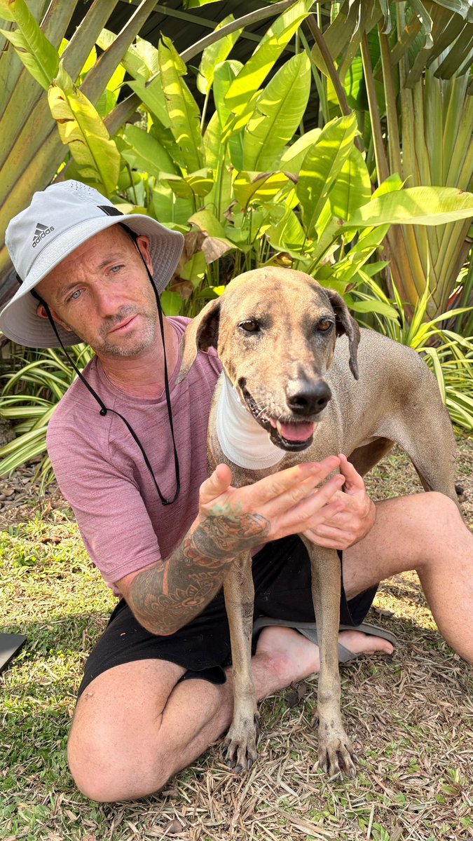 Niall Harbison tweet media