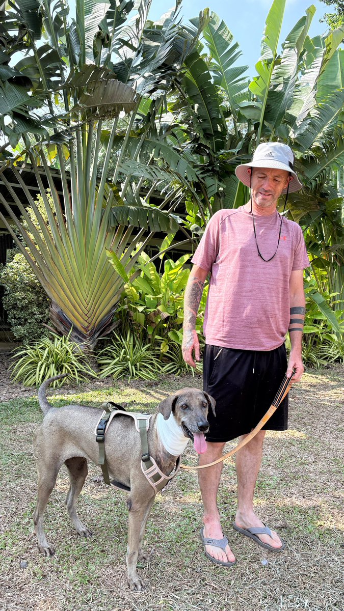 Niall Harbison tweet media