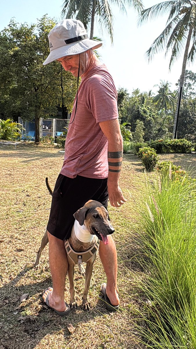 Niall Harbison tweet media