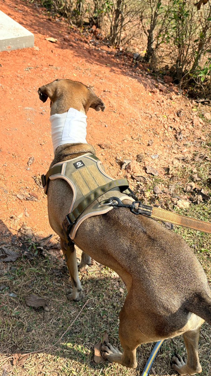 Niall Harbison tweet media