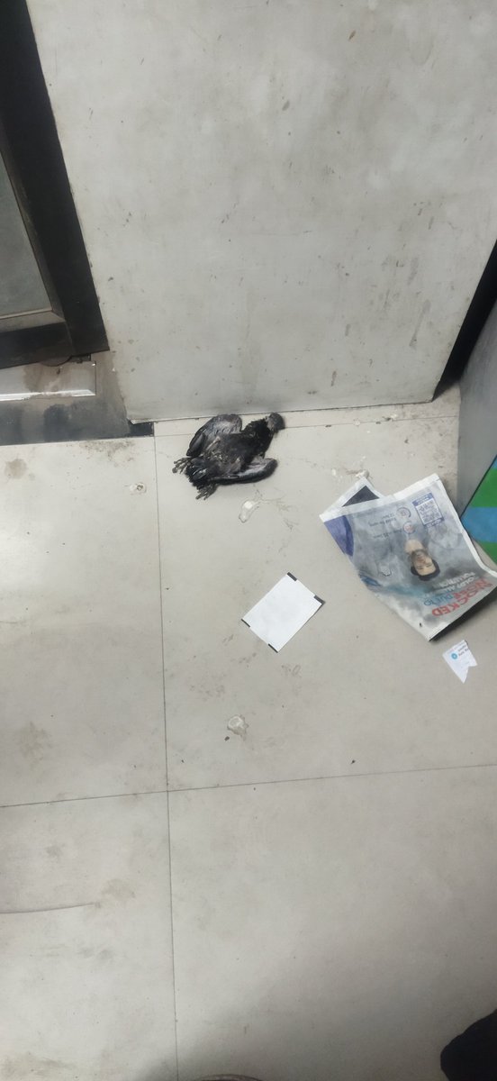 CITIZEN_POLIZE's tweet photo. Yesterday Visited To An ATM Belongs To The Reputed Bank @TheOfficialSBI  And Suprise To See The ATM Condition With A Dead Pigeon 🐦 
Location:- Kotla Alijah Charminar @ActivistTeja @PANDARAJATH https://t.co/09tfglX0eU