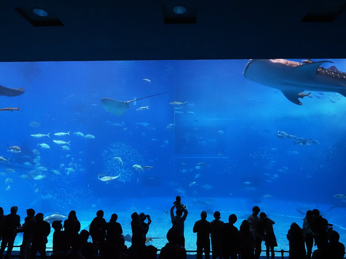 紫夜貓 (@flyccat) on Twitter photo 