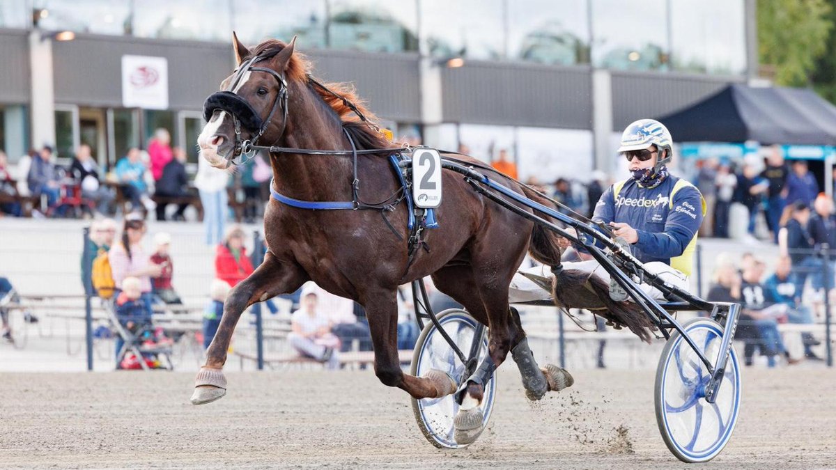 Ville Kalle ilman valmentajaa – ura kuitenkin jatkuu maaseuduntulevaisuus.fi/hevoset/3349ff…