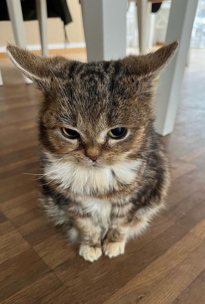 C OPEN 🤠 ORDER APP PREM? KE WA YA SAYANG 🩷 (@sukmmer) on Twitter photo 