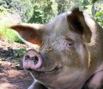 bigbabymalawi's tweet photo. Nde mwati mumadya ichichi? Koma anthu ndinu otani?🚶‍♂️🚶‍♂️😂😂🚮 https://t.co/wU1zNaao5g