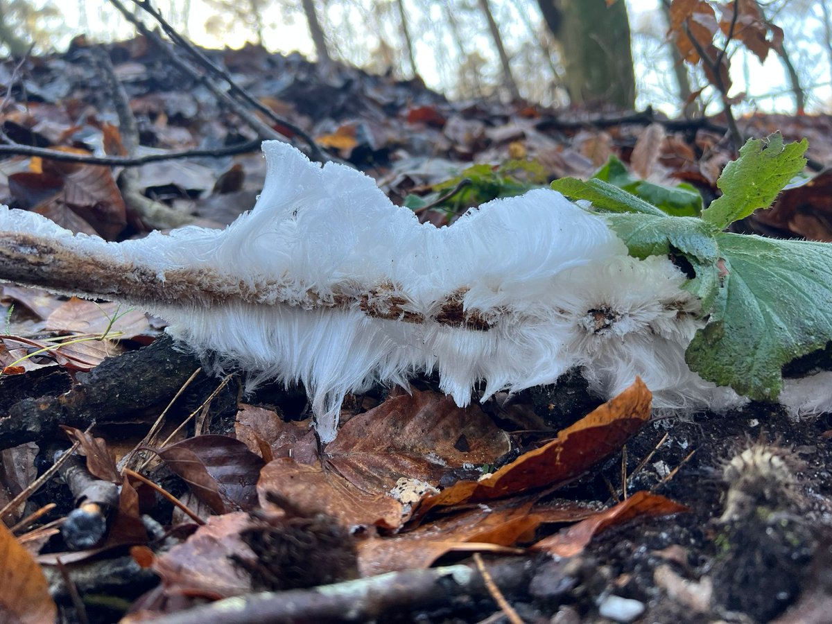 misterking1's tweet photo. Afgelopen zaterdag kon ik dit mooie winterse fenomeen vastleggen. #ijshaar https://t.co/0feNiBVBpl