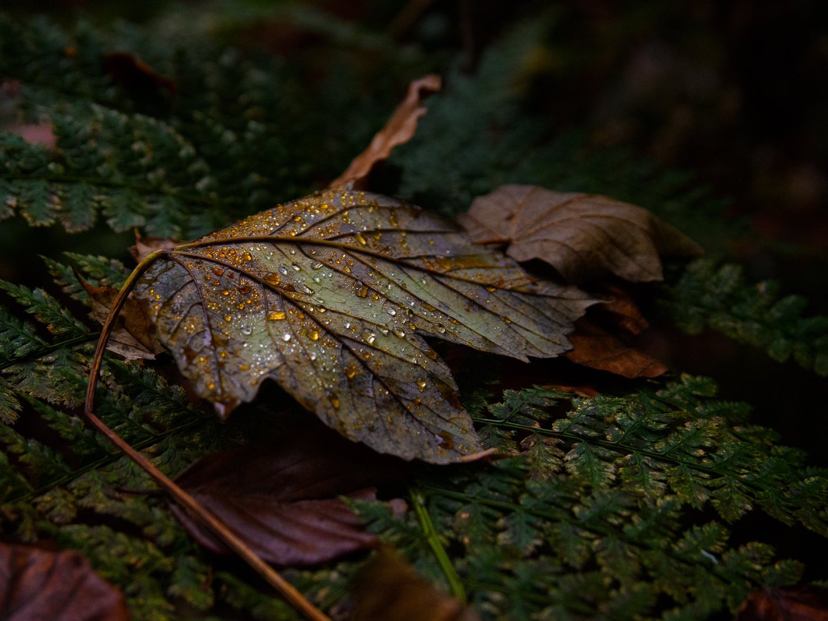 johnrennie87's tweet photo. Every week, every day, every hour, every moment is a chance for a fresh start. Seize the opportunity and begin again! 
.
.
.
.
.
.
#leaf #leafgame #dunfermline #pittencrieffpark #woodland #scottishphotographer #scottishphotography #fife #igscot #naturephotography #bbcscotlandpics https://t.co/pXdd7emfbn