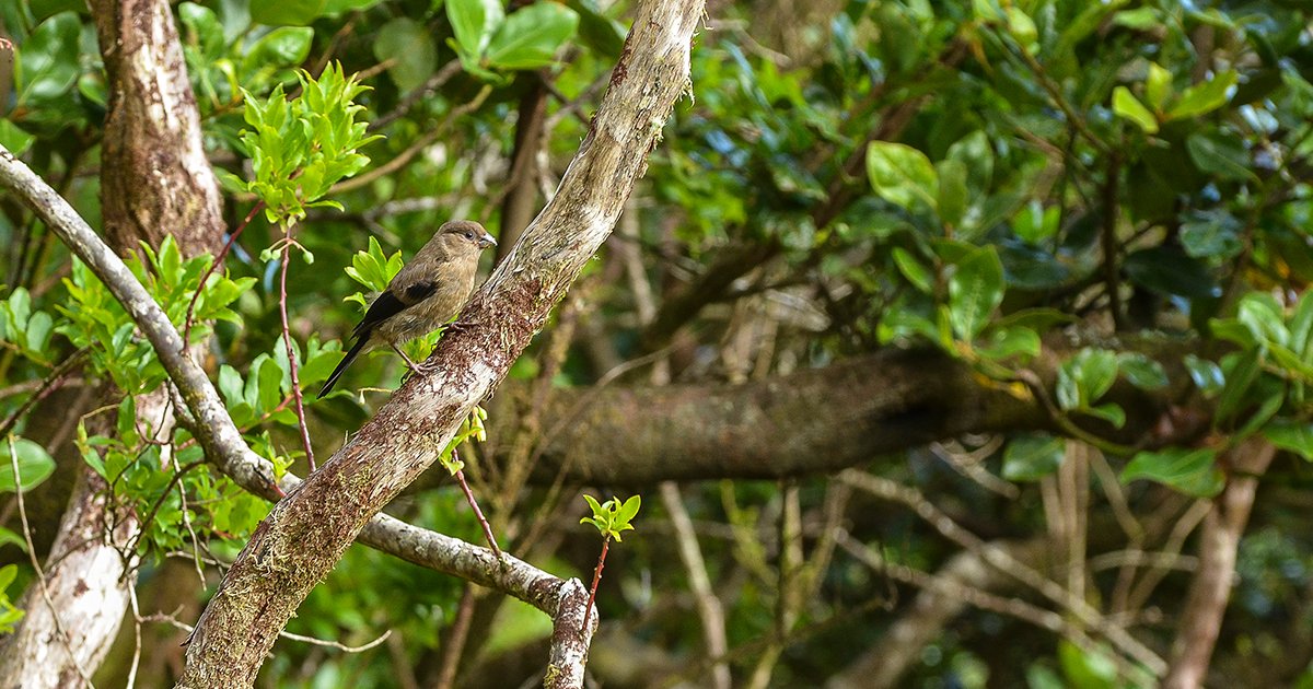 A refuge for land and sea birds, the #Azores are an unmissable destination for #birdwatchers. bit.ly/3lZqw0l Marvel at the natural beauty of these #Atlantic #islands, where unique #bird species find the perfect habitat to rest or make a short stopover.
#VisitPortugal